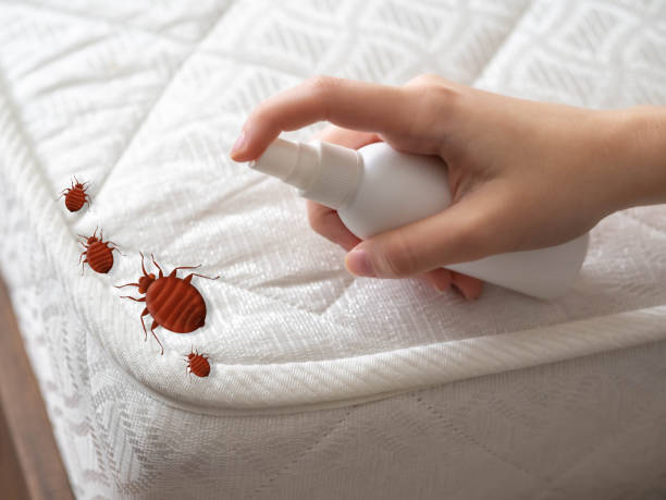 Best Wasp Removal Services  in Tres Arroyos, NM